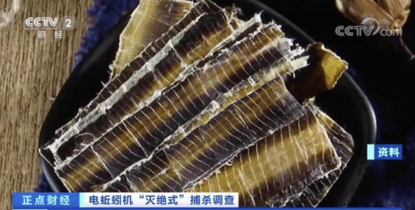 冲上热搜！蚯蚓遭“灭绝式”捕杀，网友：它已经尽量长成不能吃的样子了