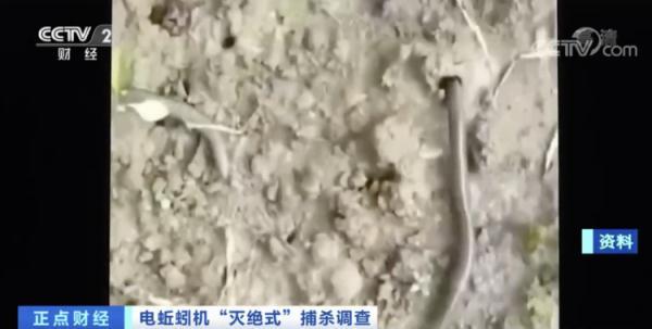 冲上热搜！蚯蚓遭“灭绝式”捕杀，网友：它已经尽量长成不能吃的样子了