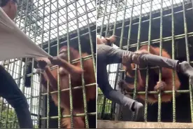 印尼一游客近距离嘲弄动物园铁笼里的大猩猩 反遭其攻击图片
