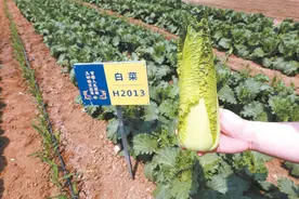 农科院专家助力开发新品种 玉田春季包尖白菜端上北京夏季餐桌图片