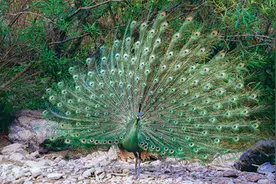 记者调查：绿孔雀野生种群数量迎来恢复性增长图片