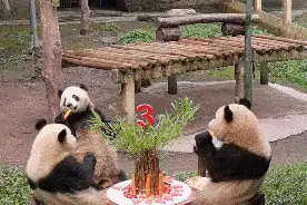 重庆三对双胞胎大熊猫过生日，“吃席”的样子萌翻图片