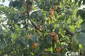 青岛近郊甜杏熟了，安排！这份绿色低碳出行攻略收藏起来图片