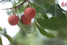 每五颗荔枝就有一颗来自茂名，小特产如何拥有全球朋友圈？｜船说广东图片