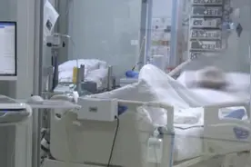 因为孙女养的两只鹦鹉，爷爷竟然被送进ICU图片