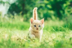 信元猫粮或已致317只猫死亡，企业坚称产品合格，宠物主不服：偷换概念图片