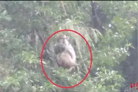 太淡定！“猴哥”下山到村中偷吃李子，大吃一顿后在村民围观中离开图片