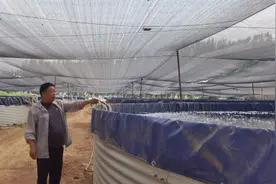 平顶山高新区地上网箱养殖小黄鱼儿 十月可入口解馋图片