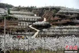 太行小山村十年之变：黄土地上生绿金图片