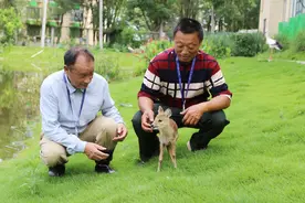 鄱阳湖村民捡到保护动物河麂 误以为是“梅花鹿”图片
