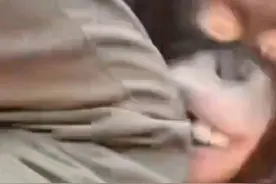 郑州一动物园饲养员直播时暴击猩猩脸部，回应：涉事人员已开除图片