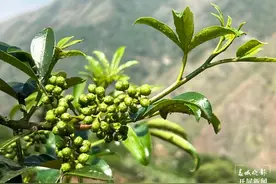 昭通鲁甸发展花椒32万亩，“小”花椒绘就致富“大”产业图片