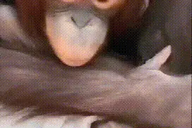 开除！饲养员用膝盖暴击猩猩脸部，直播画面曝光图片