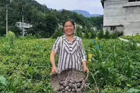 城口县咸宜镇：让“土蛋蛋”成为“金蛋蛋”图片