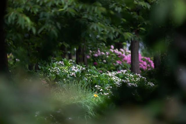 那些花儿 在初夏开出一个个晴朗的梦 悠悠夏日 辰山有味是清凉 Zh中文网