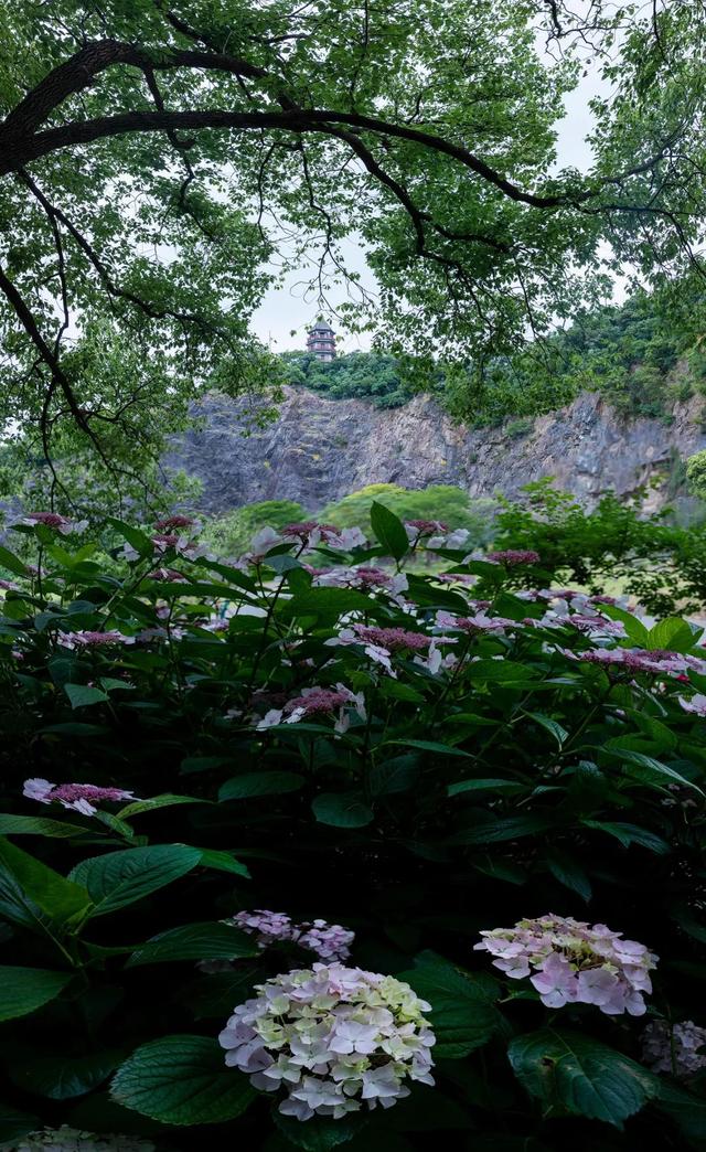那些花儿 在初夏开出一个个晴朗的梦 悠悠夏日 辰山有味是清凉 Zh中文网