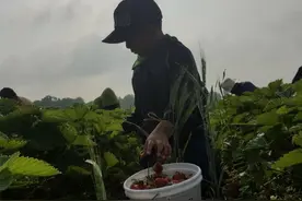 美国童工问题触目惊心图片