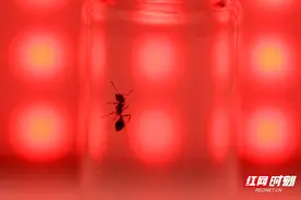组图丨超危险红火蚁高清大特写，看到它最好离远点图片