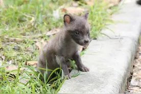 女子收养“小狗”2个月发现体征变化不对劲，原来它是小貉图片