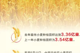 亩产超过1200斤，有的能到1500斤！人努力天帮忙，小麦又迎丰收年图片