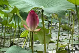 六月芬芳迷人眼 杭州第一波荷花组团“出道”图片