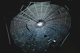 无处不在的微塑料！这次是在蜘蛛网上，占整网重量的10%图片