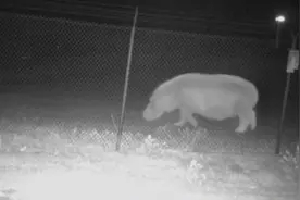 画面曝光：美国动物园拍到疑似“狼人”后 又发现一只“神秘生物”图片