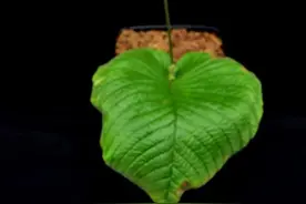 一生只长一片叶 一生只开一次花 这样神奇的植物你见过吗图片