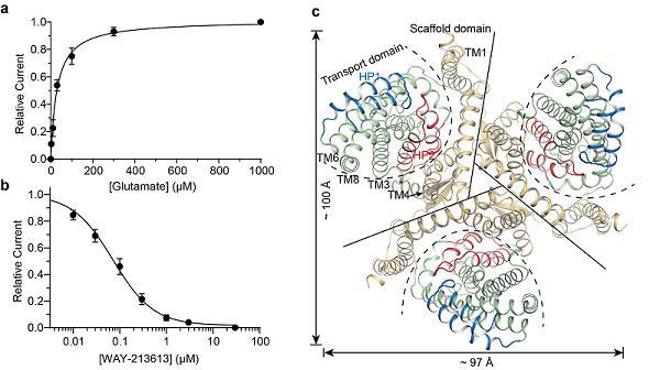 生物物理所揭示兴奋性神经递质谷氨酸转运蛋白配体结合模式的结构基础
