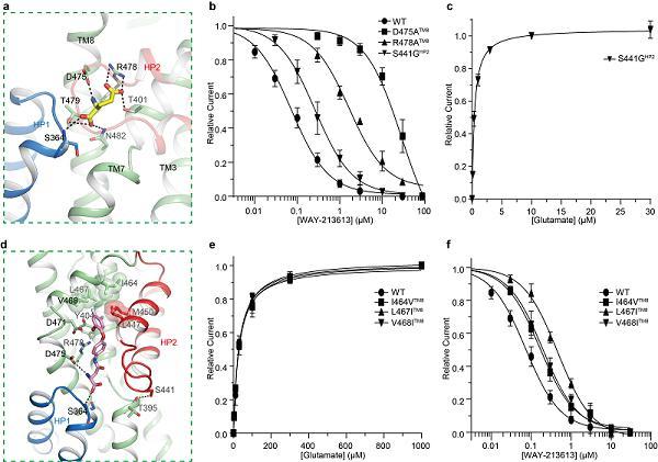 生物物理所揭示兴奋性神经递质谷氨酸转运蛋白配体结合模式的结构基础