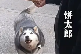最强街溜子！沈阳这条“二哈”被整条街店铺投喂，两年涨到100斤图片
