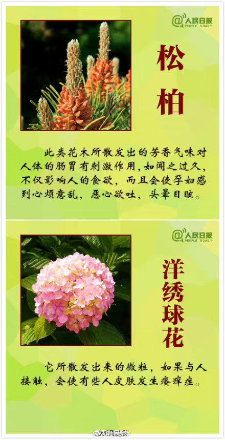 虞美人花有毒吗（这些花有毒一定要认清）