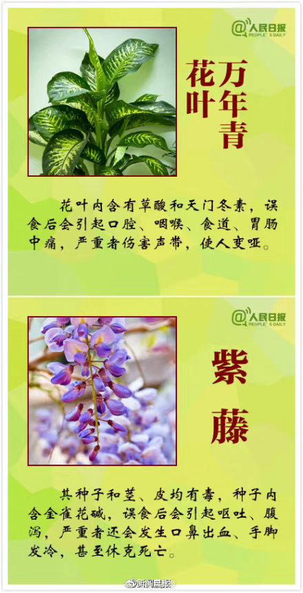 这些花有毒一定要认清