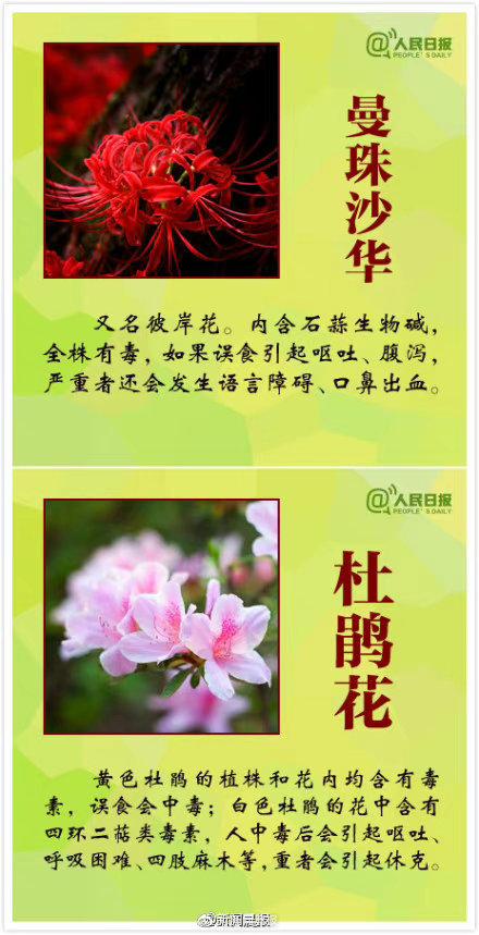 这些花有毒一定要认清