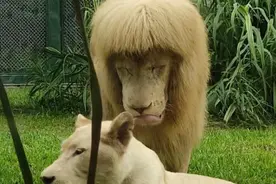 广州“蘑菇头”小龙马走红，是谁帮忙剪的？图片