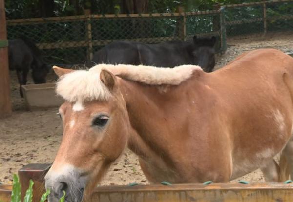 广州"蘑菇头"小龙马走红,是谁帮忙剪的?