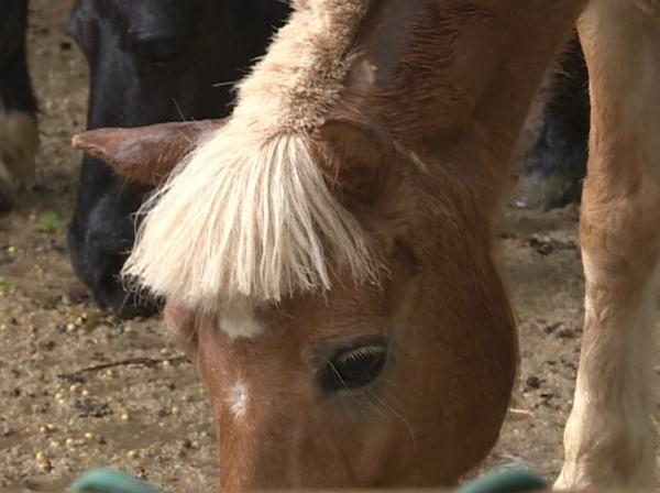 广州"蘑菇头"小龙马走红,是谁帮忙剪的?