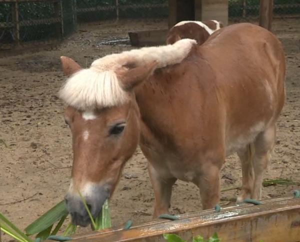 小矮马一般多少钱一只,于谦高调秀爱宠迷你马,一匹花费上百万,难怪他