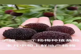 全市日销杨梅100多吨！罕见种在平地上的沪产杨梅上鲜、本月底收官图片