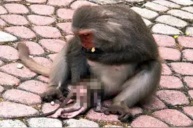 台湾一母猴抱夭折小猴觅食 不舍丢弃引游客感伤图片