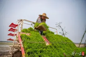 上海临港：东滩1.5万亩水稻夏种忙图片