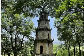 你好，树先生丨奇观！百年古朴树长在12米古塔顶上图片