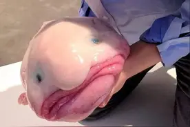 长得像汤婆婆的鱼见过吗？世上几大深海丑鱼大盘点！网友：长成这样已经很努力了图片