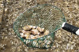 湛江东风螺崛起，成为水产“新宠”图片
