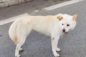 “主人，你在哪里？我在等你！”泸州街头，上演现实版“忠犬八公”图片