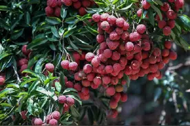 荔枝来啦！深圳黄田荔枝本周六开始采摘上市图片