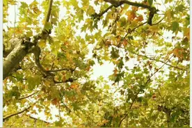 我和我的上海｜从学生成为教师，这片天空承载了我的故事图片