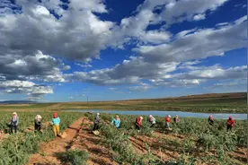 一颗枸杞里的富民路——宁夏头茬枸杞迎来大规模采摘图片