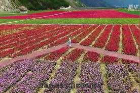 云南东川：昔日尾矿库 今朝变花海图片