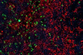 研究：一种增效蛋白的添加可以带来1万倍的抗癌细胞图片